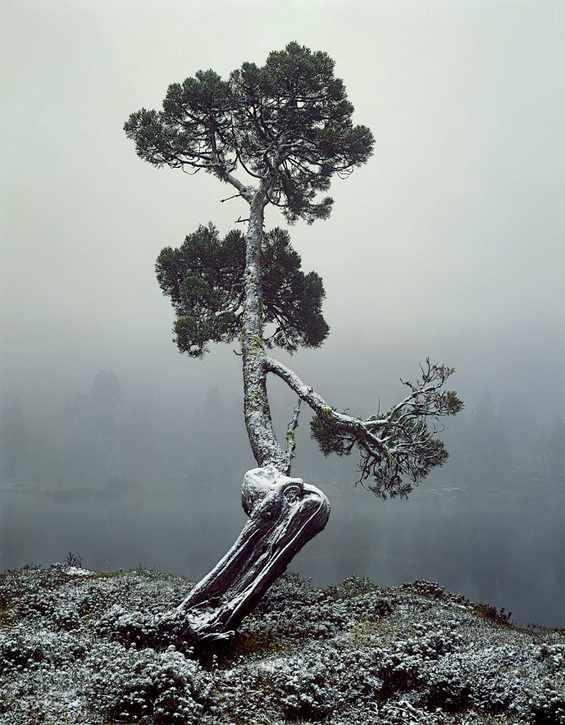 Peter Dombrovskis (Australian born Germany, 1945-1996) 'Pencil pine at Pool of Siloam, Walls of Jerusalem National Park, Tasmania' 1982
