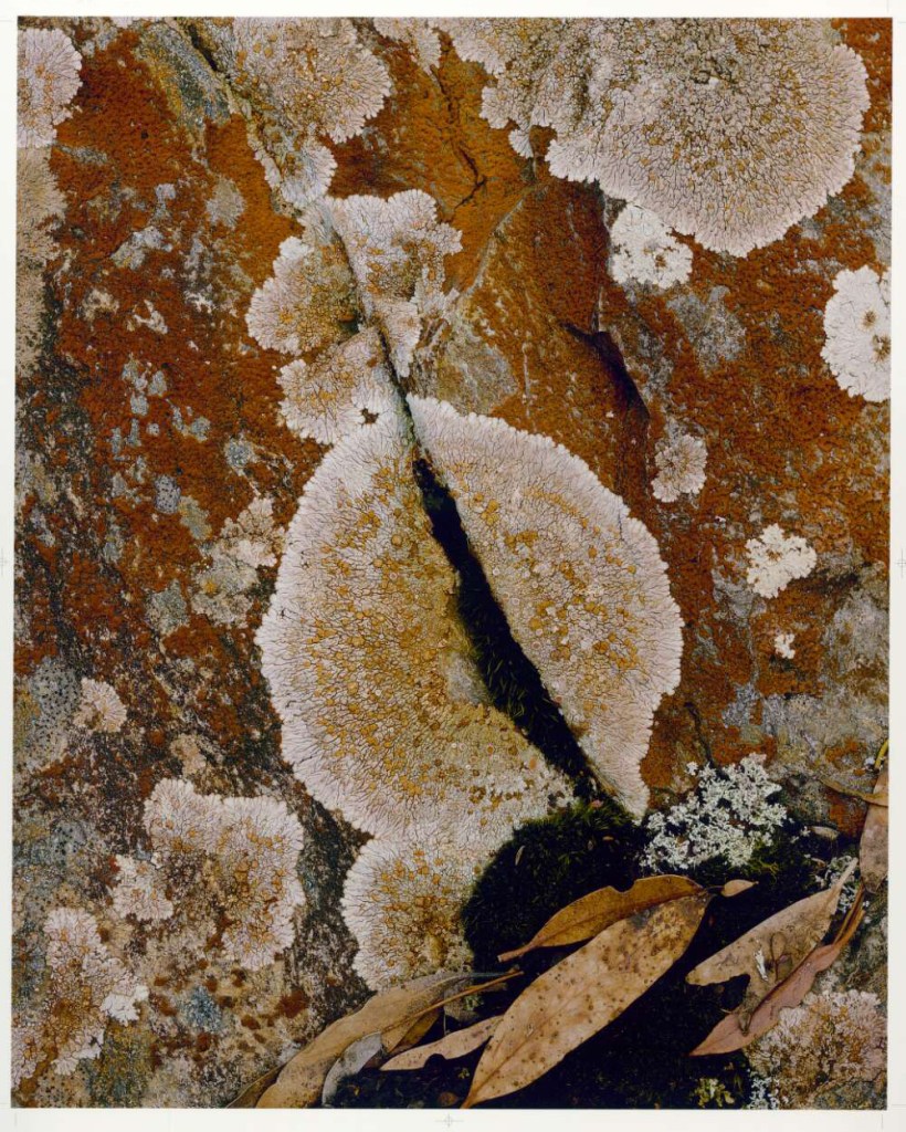 Peter Dombrovskis (Australian born Germany, 1945-1996) 'Rock lichen (Crustose lichen), Lake Rodway, Cradle Mountain-Lake St Clair National Park, Tasmania' 1981