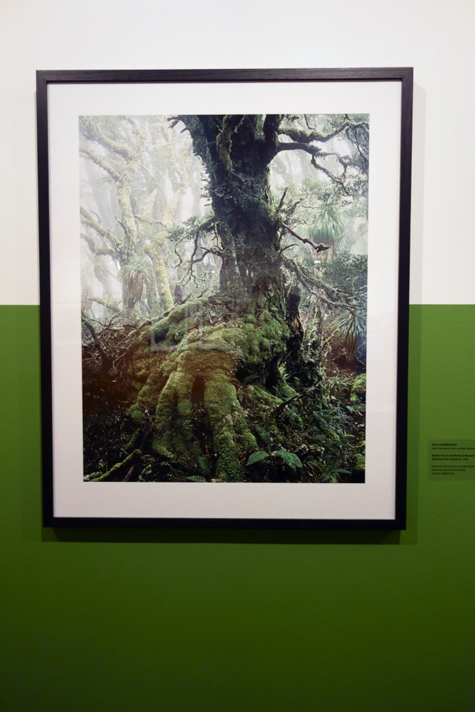 Installation view of the exhibition 'Dombrovskis: journeys into the wild' at Monash Gallery of Art, Wheelers Hill showing 'Myrtle tree in rainforest at Mount Anne, Southwest National Park, Tasmania' (1984)