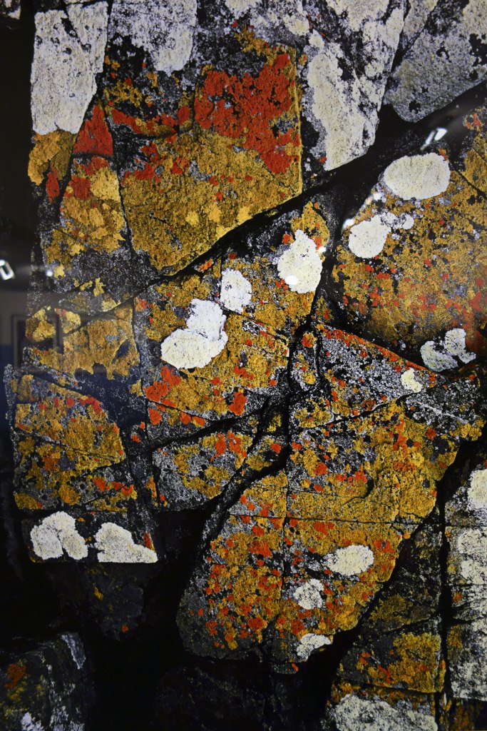 Installation detail of 'Peter Dombrovskis' photograph Shore lichen on granite, east Freycinet, Freycinet National Park, Tasmania' (1989)