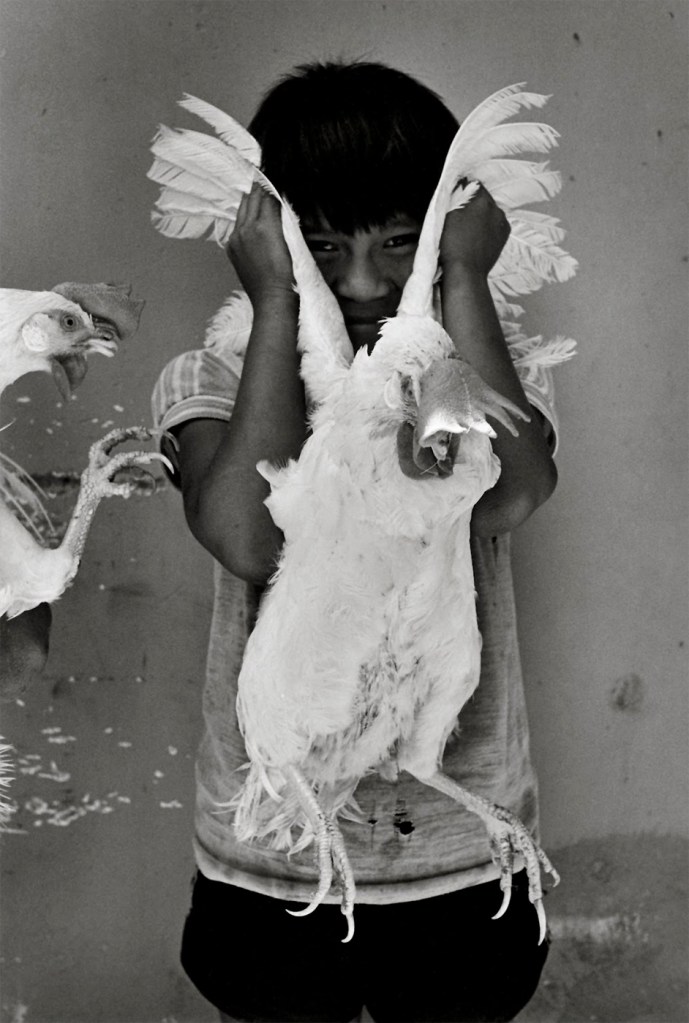 Graciela Iturbide (Mexican, b. 1942) 'El gallo, Juchitán, México' 1986