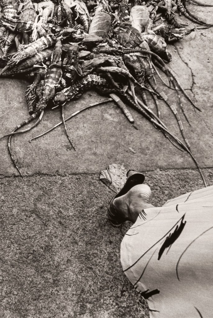 Graciela Iturbide (Mexican, b. 1942) 'Iguanas, Juchitán, México' 1984