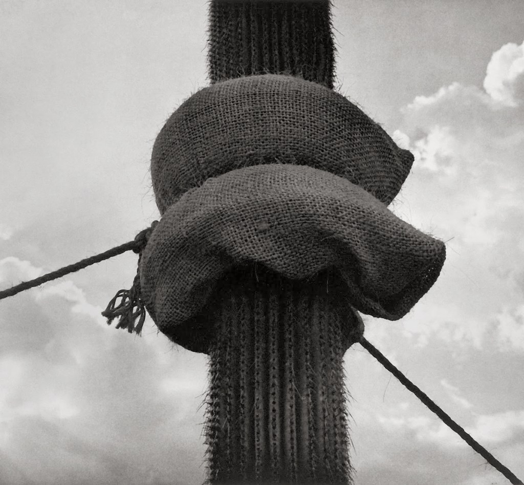 Graciela Iturbide (Mexican, b. 1942) 'Jardín Botánico, Oaxaca, México' 1998-1999