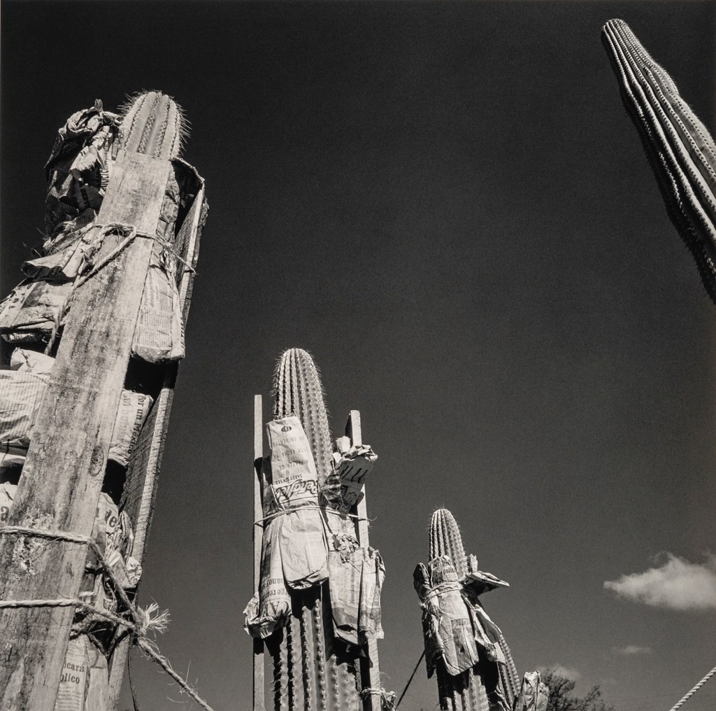Graciela Iturbide (Mexican, b. 1942) 'Jardín Botánico de Oaxaca, México' 2002