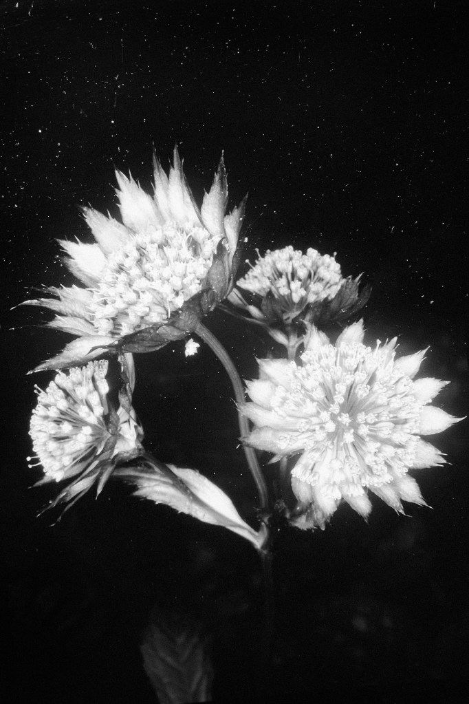 Sophie Gabrielle (Australian) 'Worry For The Fruit The Birds Won't Eat #7' 2017-2019