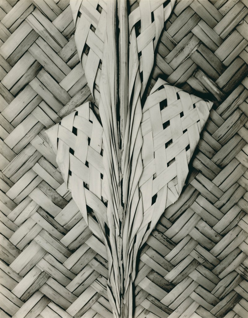 Edward Weston (American, 1886-1958) 'Palma Bendita' 1926