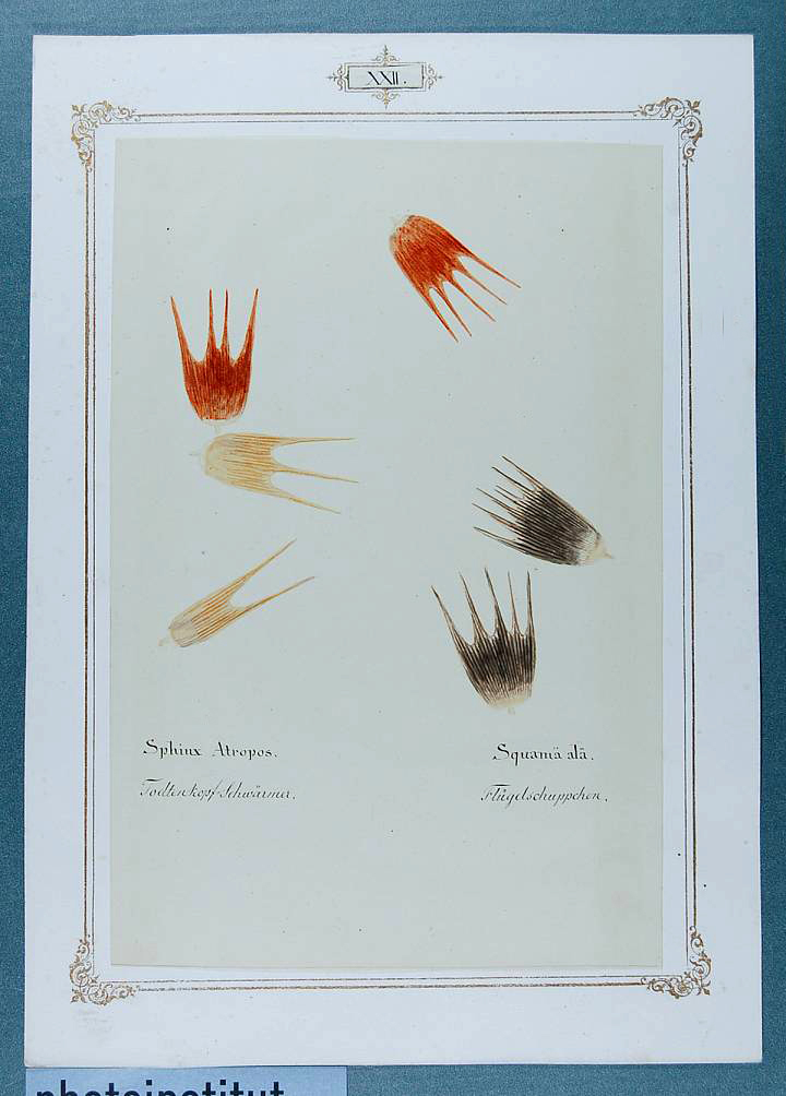Ernst Heeger (Austrian, 1783-1866). 'Album of microscopic-photographic representations from the field of zoology' 1860 from the exhibition 'Photo. Book. Art: Transition and Reorientation in Book Design. Austria 1840-1940' at the Albertina, Vienna, June - Sept, 2025