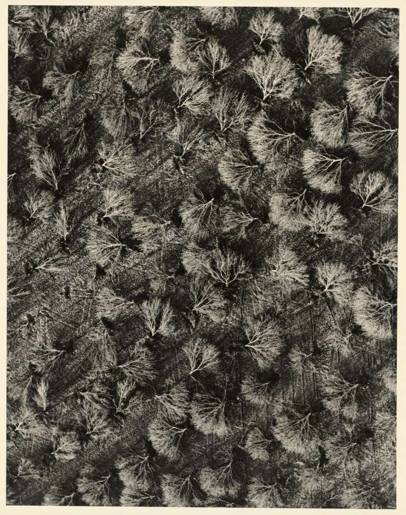 William A. Garnett (American, 1916-2006) 'Walnut Grove Bulldozed' March 21, 1953