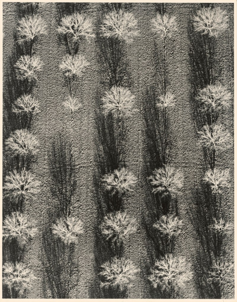 William A. Garnett (American, 1916-2006) 'Walnut Grove Standing' March 21, 1953