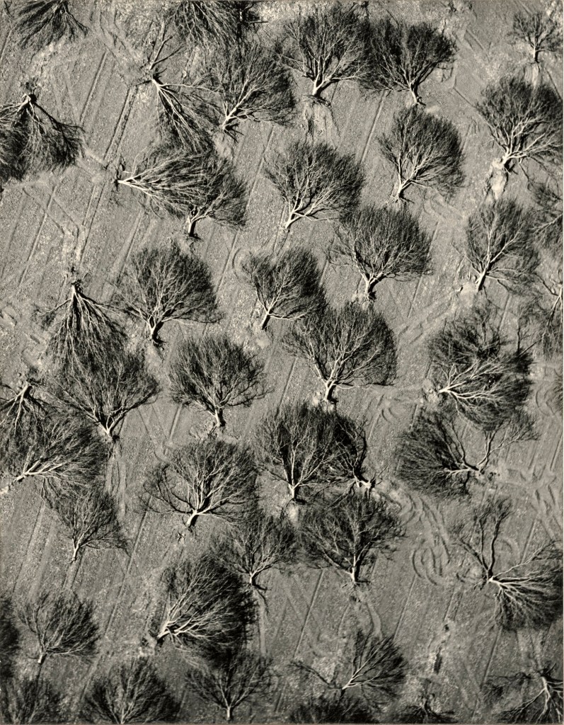 William A. Garnett (American, 1916-2006) 'Walnut Grove Uprooted by Bulldozers' March 22, 1953