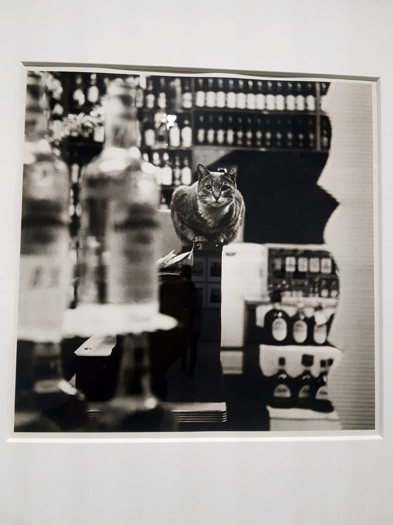 Peter Hujar (American, 1934-1987) 'Cat atop a cash register in a liquor store' 1957 (installation view)