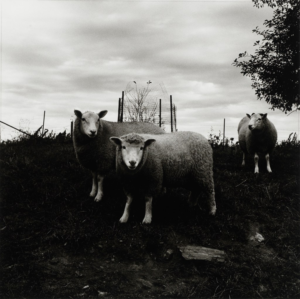 Peter Hujar (American, 1934-1987) 'Sheep, Pennsylvania' 1969 from the exhibition 'Peter Hujar: Speed of Life' at Jeu de Paume, Paris, October 2019 - January 2020