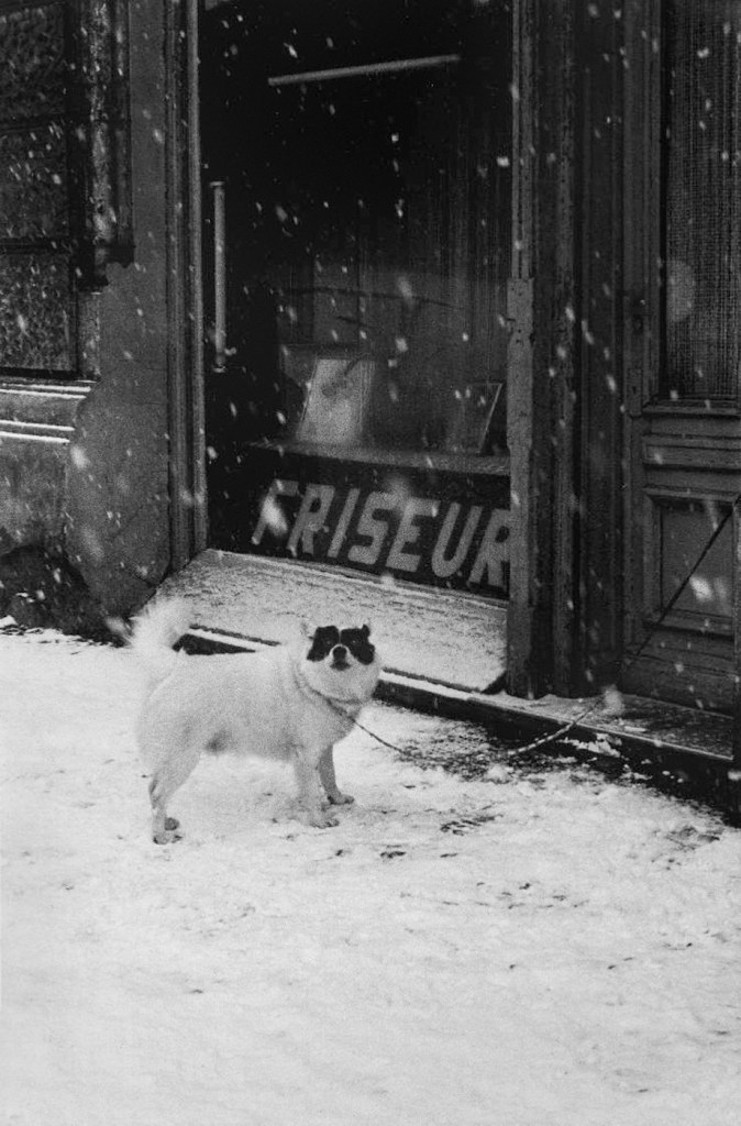 Helga Paris (German born Poland, b. 1938) 'Hund, Immanuelkirchstr 1970s' (Berlin 1974-1982)