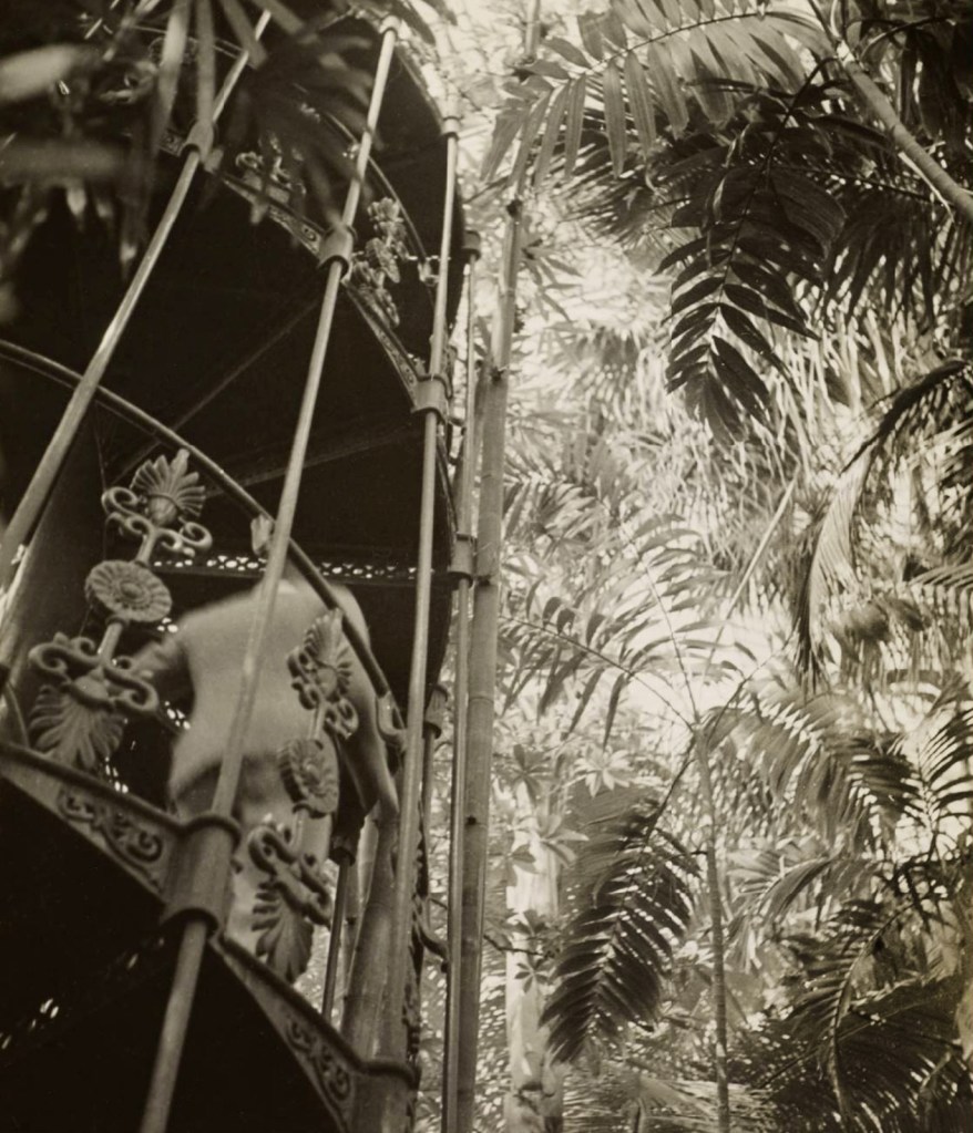 Dora Maar (French, 1907-1997) 'Stairwell and Plants in Kew Gardens' 1934 Dora Maar (French, 1907-1997) 'Stairwell and Plants in Kew Gardens' 1934