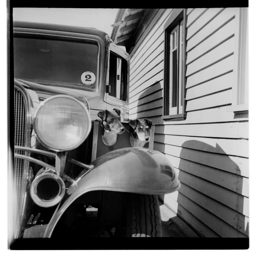 Unknown photographer (Australian) 'Untitled (1932 Chevrolet and dogs)' 1946-47