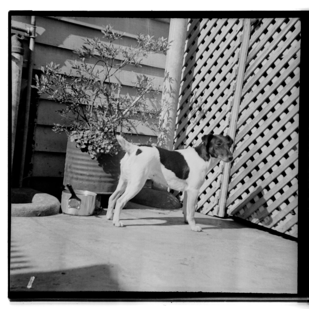 Unknown photographer (Australian) 'Untitled (dog and saucepan)' 1946-47