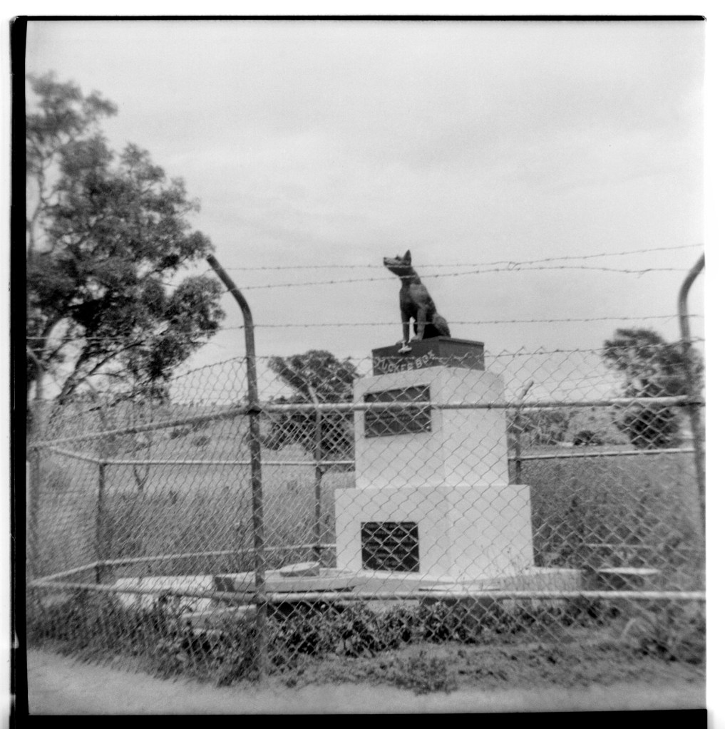 Unknown photographer (Australian) 'Untitled (The Dog on the Tuckerbox)' 1946-1947