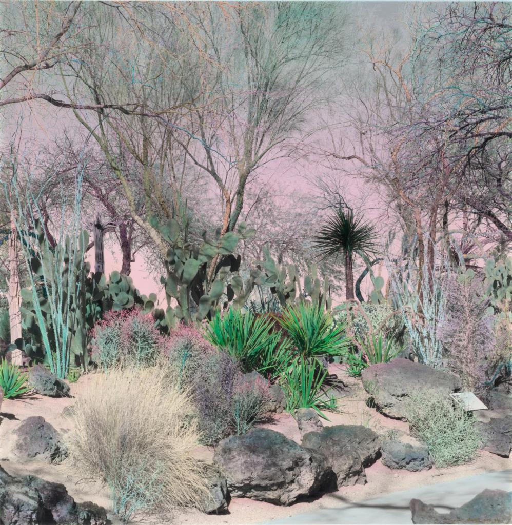 Shi Guowei (Chinese, b. 1977) 'Cactus garden' 2016