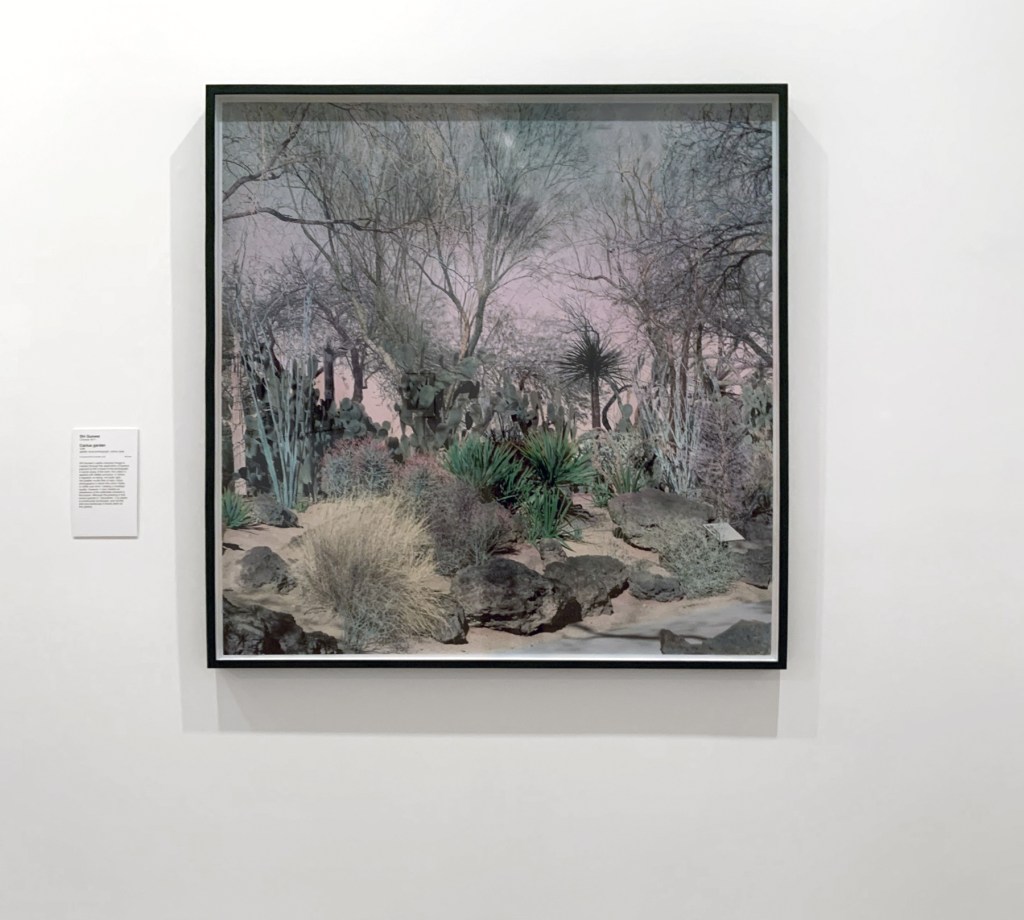 Installation view of the exhibition 'Turning Points: Contemporary Photography from China' at the National Gallery of Victoria, Melbourne showing Shi Guowei's 'Cactus garden' (2016)