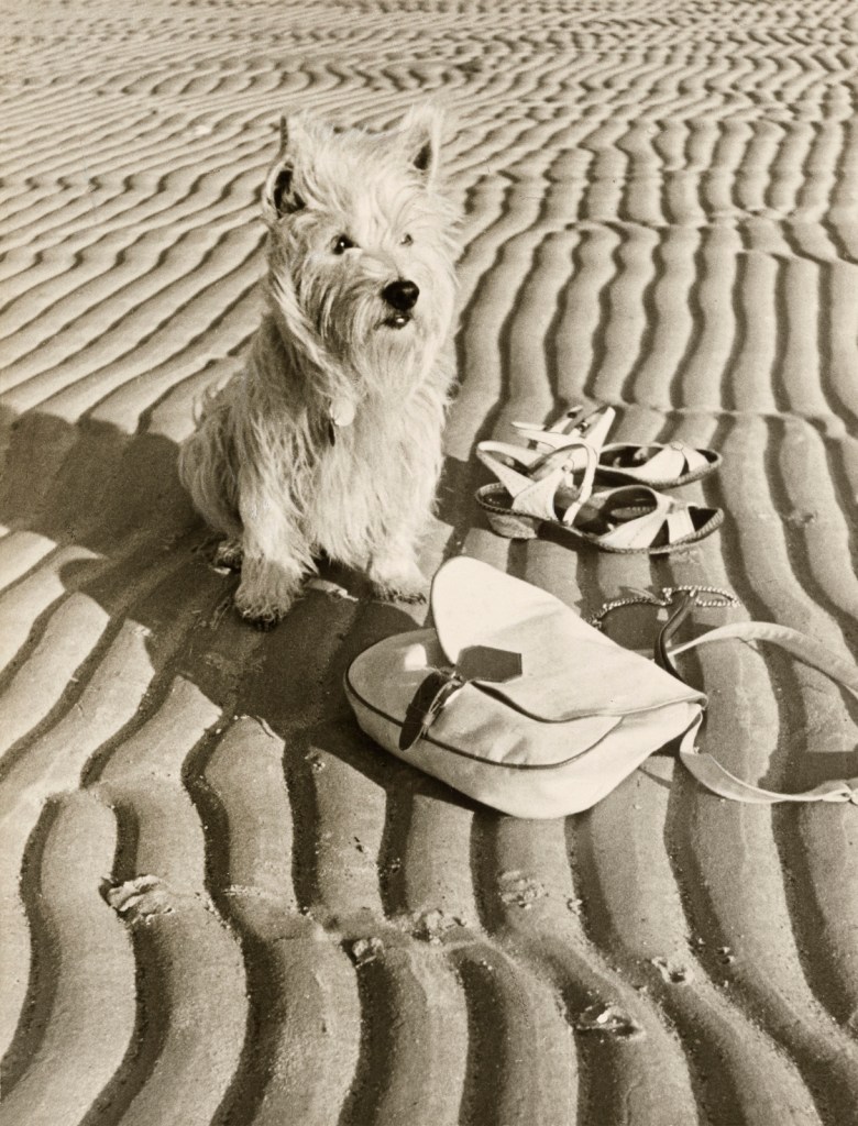 Paul Wolff (German, 1887-1951) and Dr Wolff & Tritschler OHG (German, founded 1927, dissolved 1963) '[Dog at the beach]' 1936