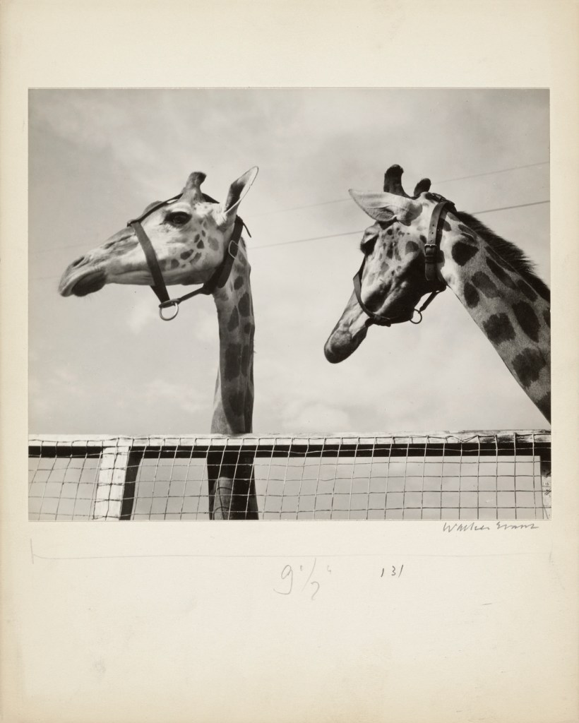 Walker Evans (American, 1903 - 1975) '[Two Giraffes, Circus Winter Quarters, Sarasota]' 1941