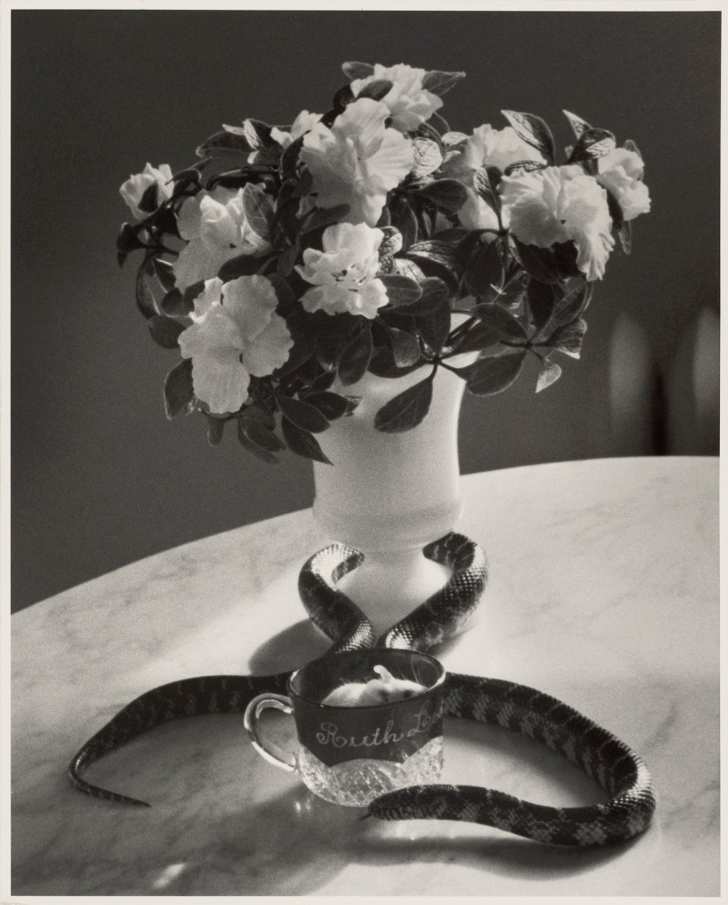 André Kertész (American born Hungary, 1894-1985) 'Still Life with Snake' Negative 1960; print later
