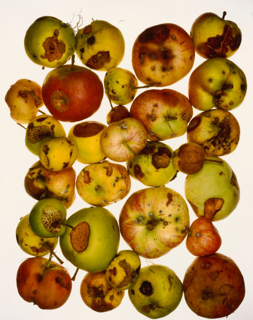 Irving Penn (American, 1917-2009) 'Red Apples' July 15, 1985