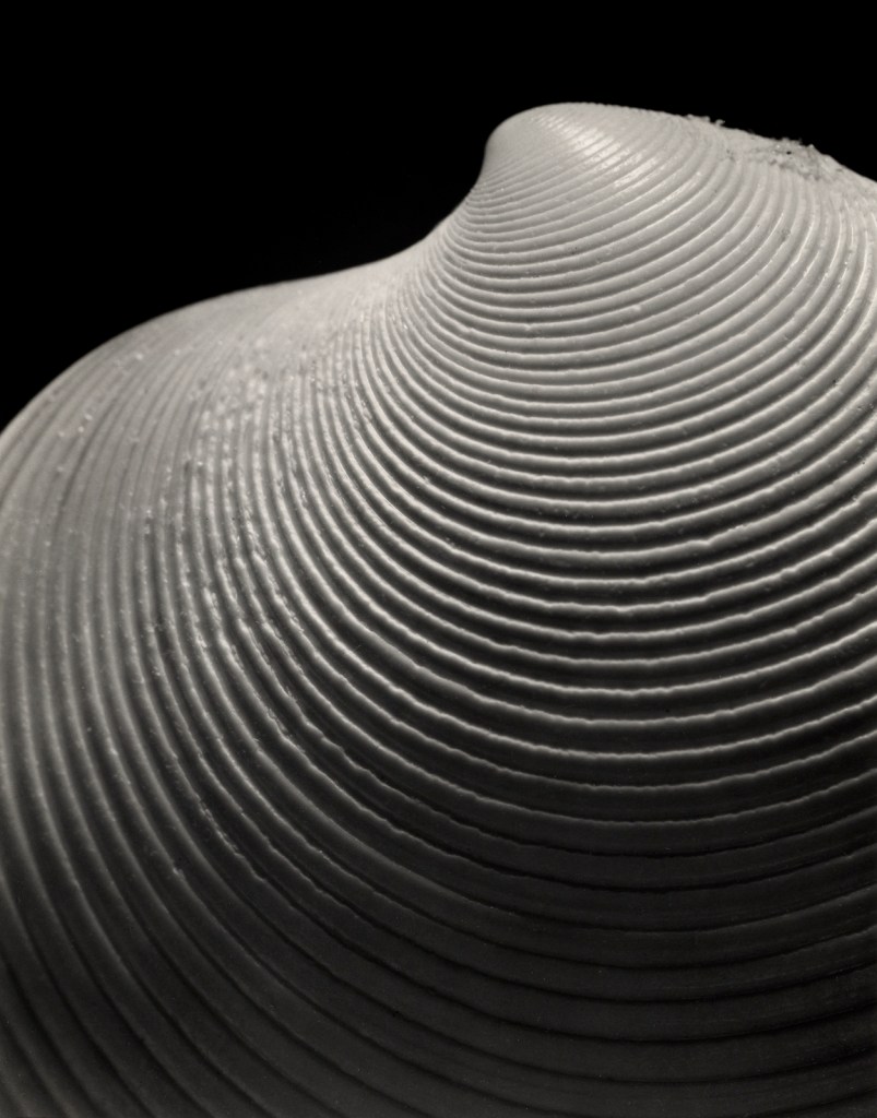 Andreas Feininger (American born France, 1906-1999) 'Elegant Disk Clam, dosinia elegans, Conrad' 1948