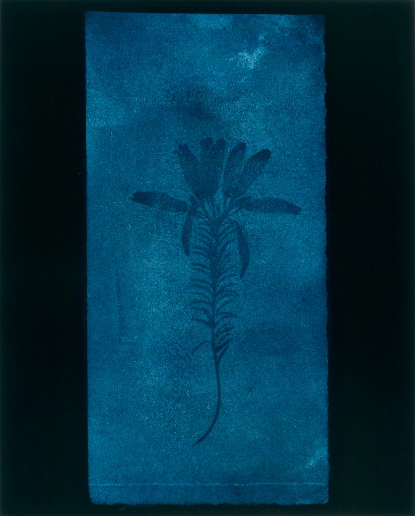 Hiroshi Sugimoto (Japanese, b. 1948) 'Botanical Specimen (Erica mutabolis), March 1839' 2009