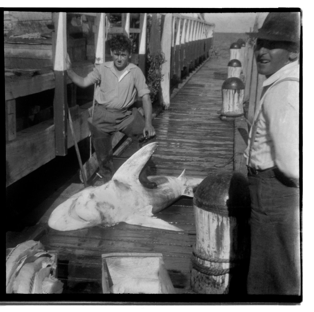 Unknown photographer (Australian) 'Untitled (Men and shark)' 1946-1947