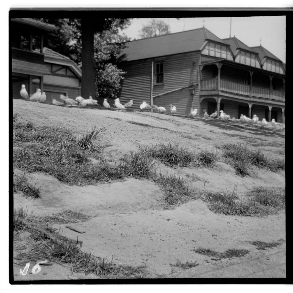 Unknown photographer (Australian) 'Untitled (Seagulls, rowing sheds on the Yarra River, Melbourne)' 1946-1947
