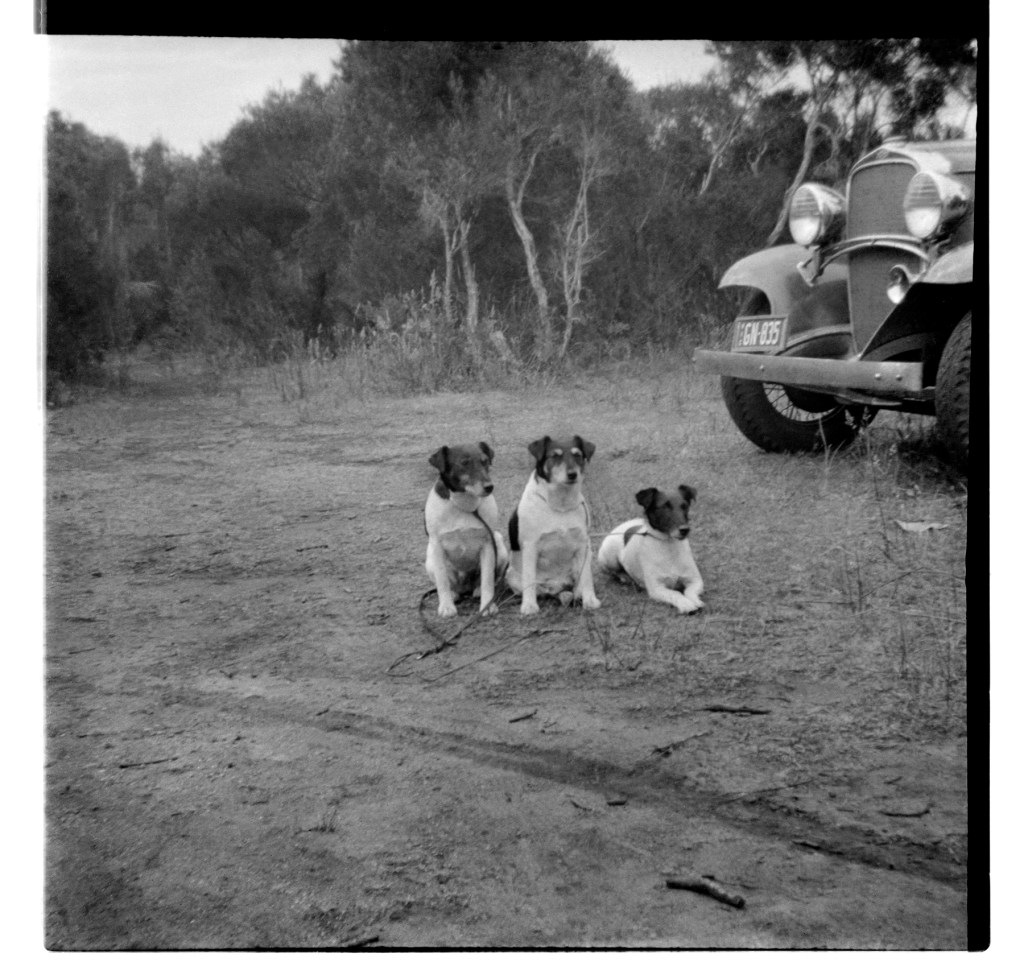 Unknown photographer (Australian) 'Untitled (Three dogs)' 1946-1947