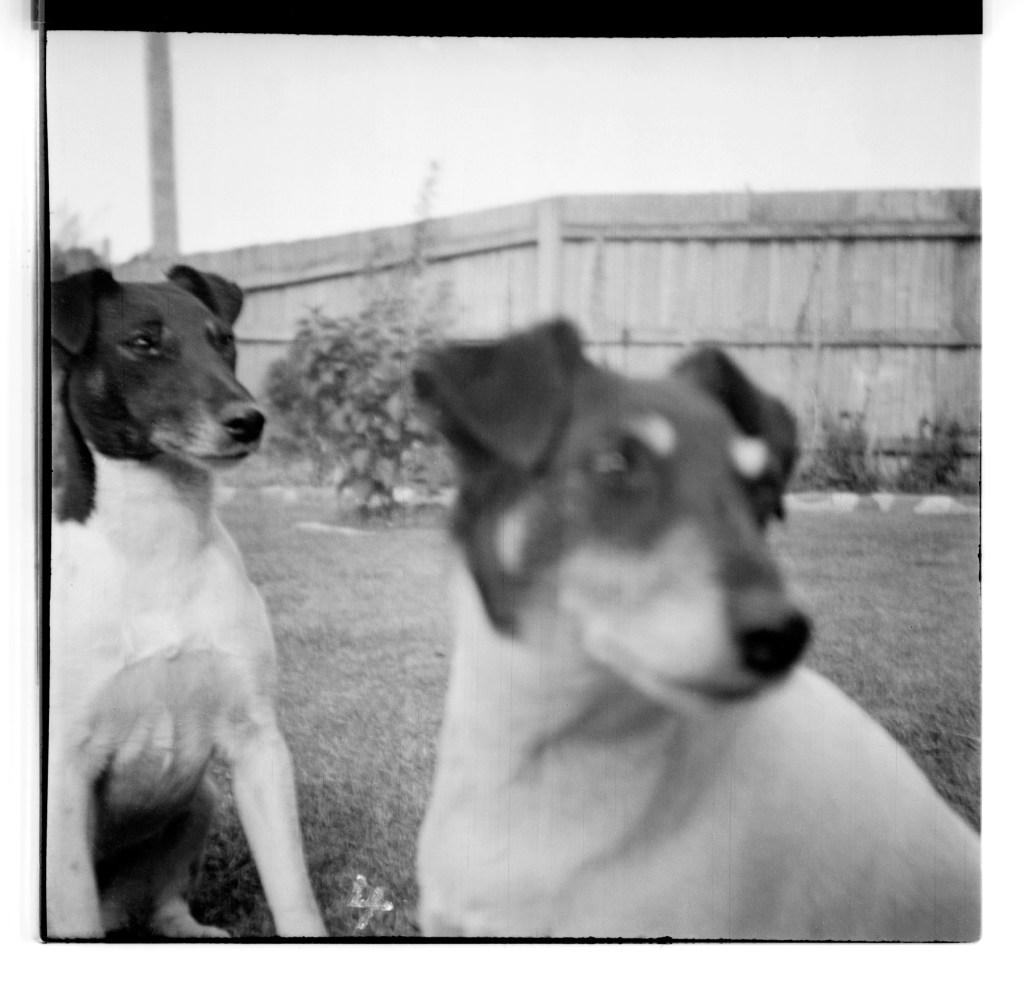 Unknown photographer (Australian) 'Untitled (Two dogs)' 1946-1947