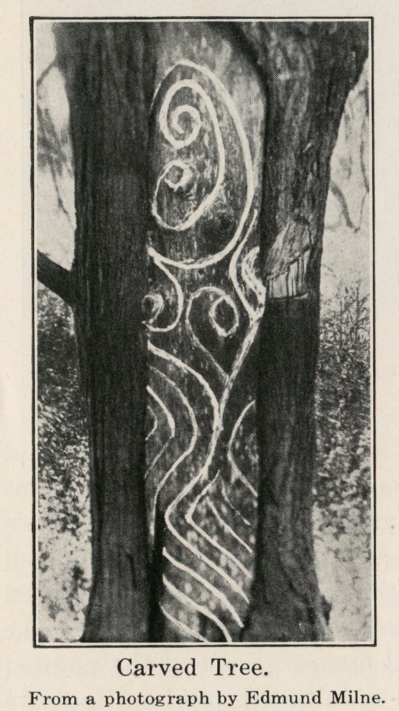 Carved Tree. From a photograph by Edmund Milne