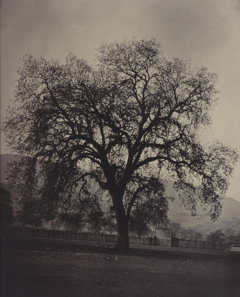 Carleton E. Watkins (American, 1829-1916) '[California Oak, Santa Clara Valley]' c. 1863