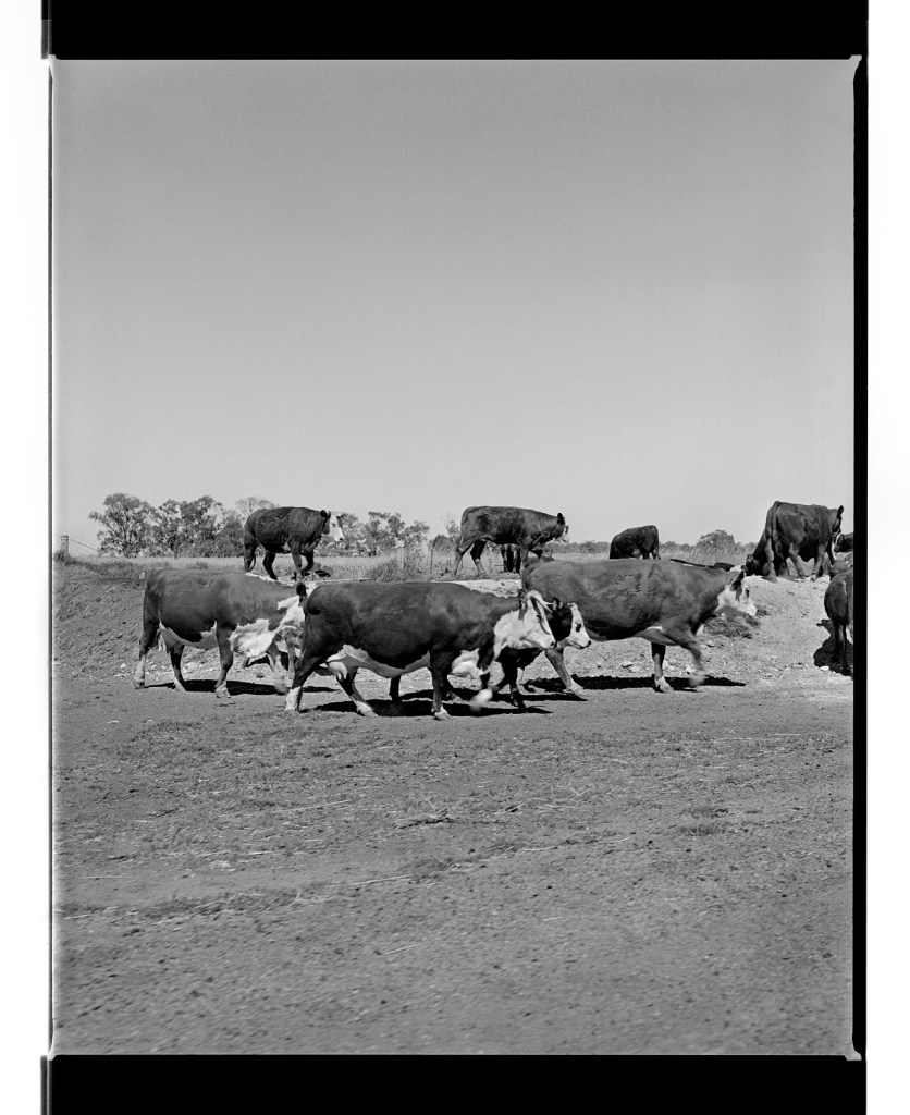 Marcus Bunyan. 'Untitled' from 'Dogs, chickens, cattle' 1994-95