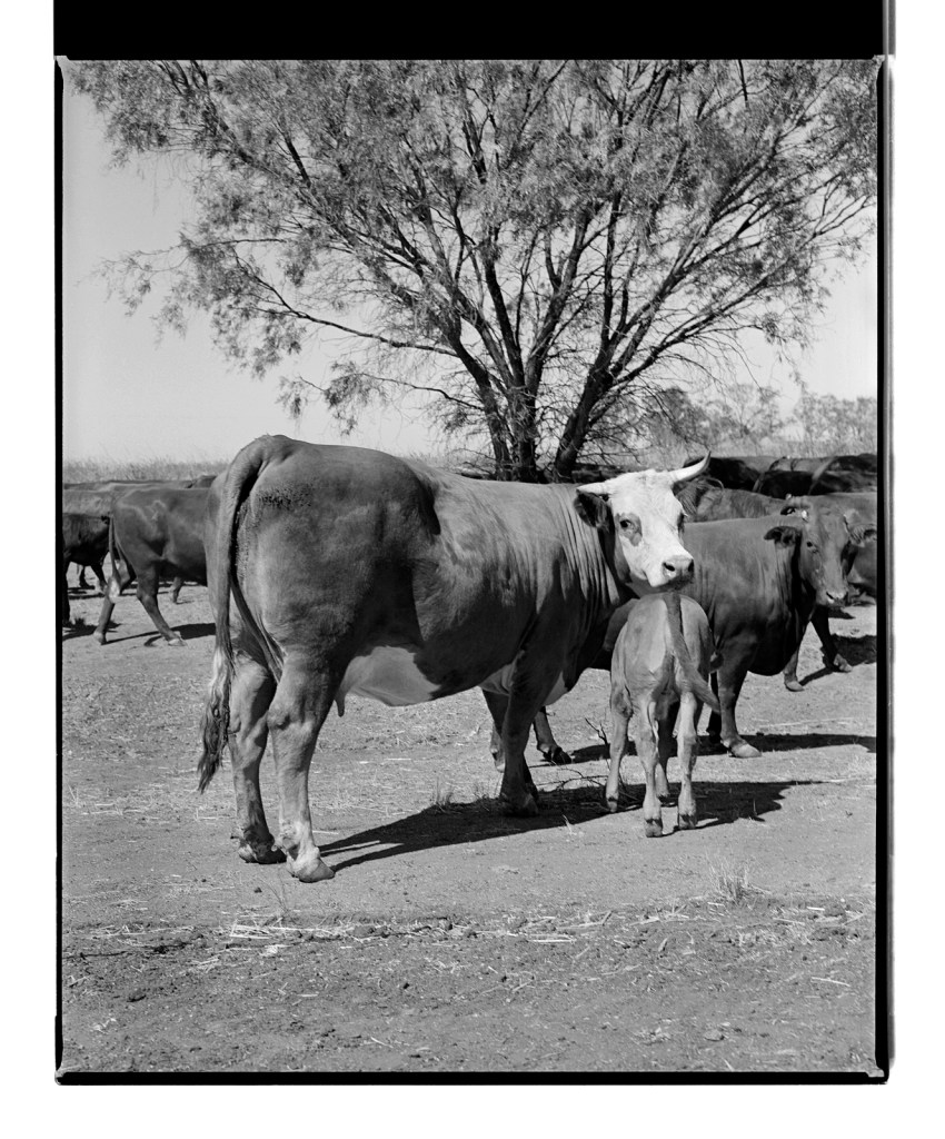 Marcus Bunyan (Australian, b. 1958) 'Untitled' from 'Dogs, chickens, cattle' 1994-1995