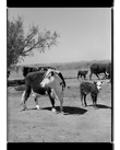 Marcus Bunyan. 'Untitled' from 'Dogs, chickens, cattle' 1994-95