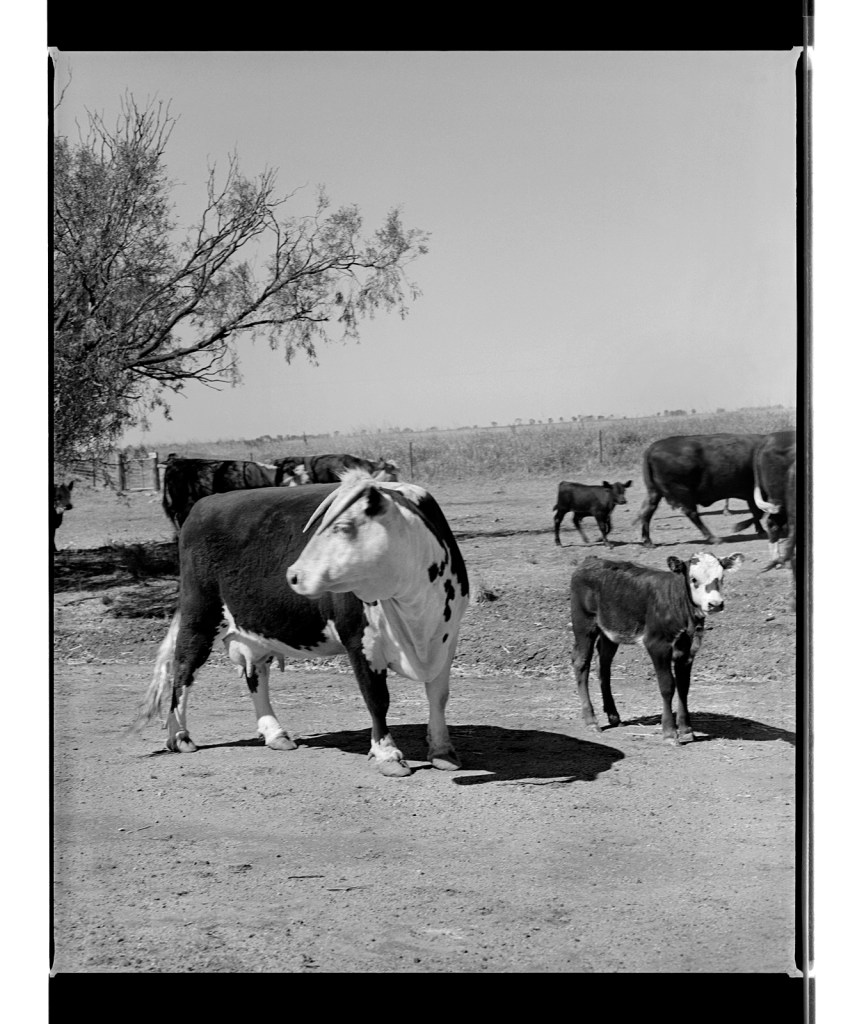 Marcus Bunyan (Australian, b. 1958) 'Untitled' from 'Dogs, chickens, cattle' 1994-1995