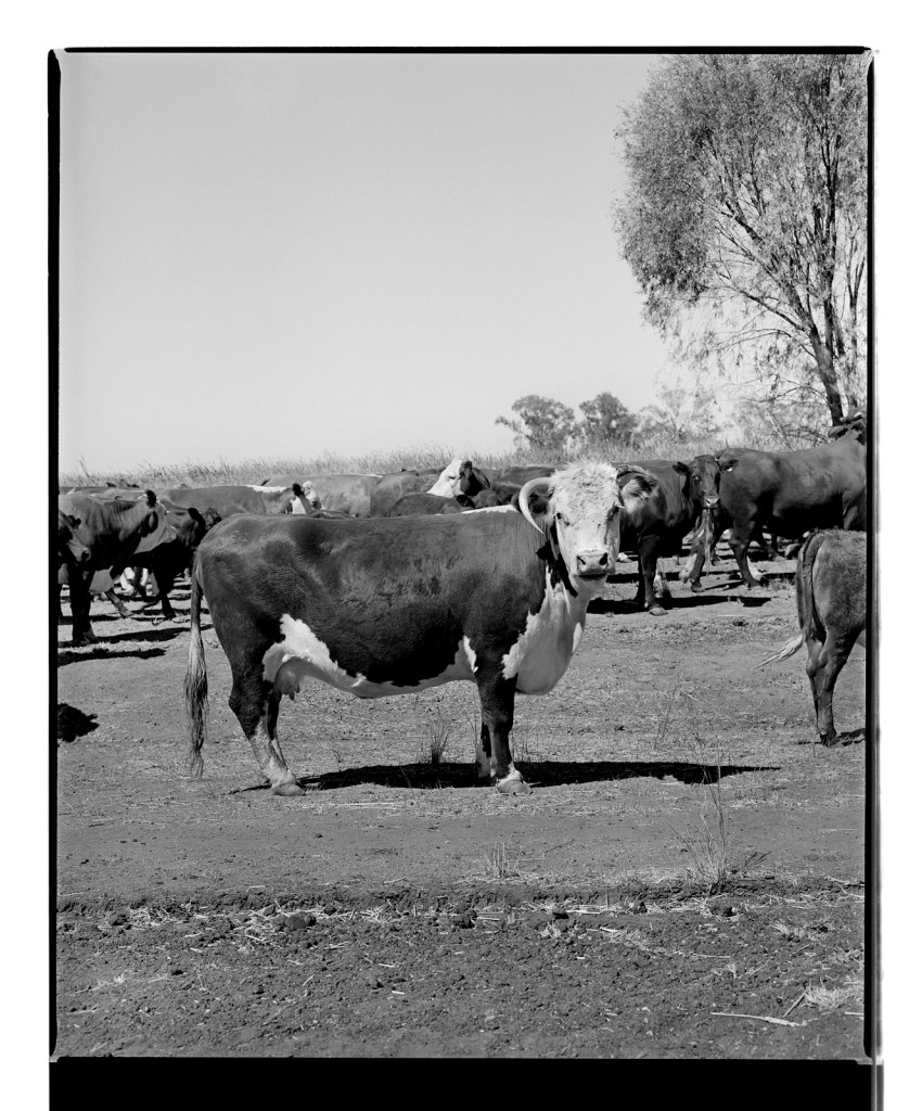 Marcus Bunyan (Australian, b. 1958) 'Untitled' from 'Dogs, chickens, cattle' 1994-1995