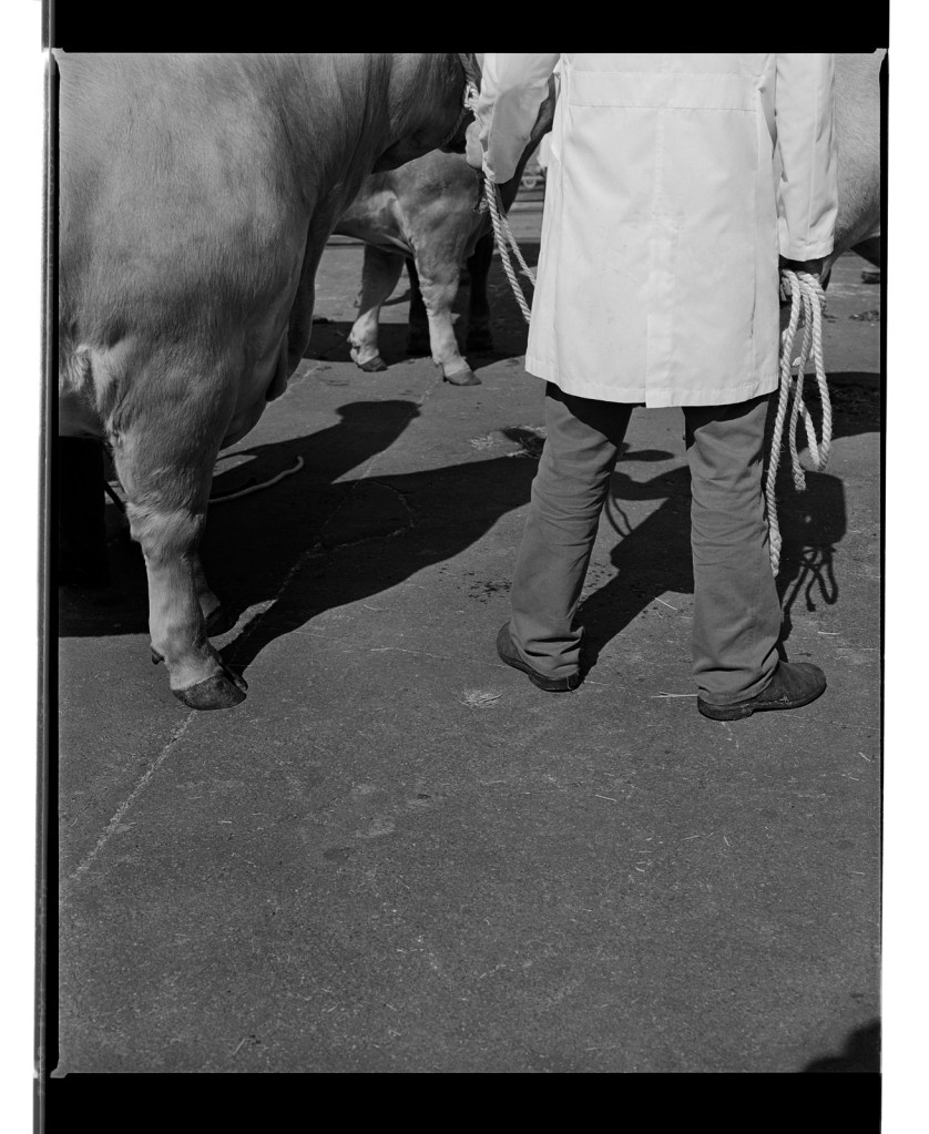 Marcus Bunyan. 'Untitled' from 'Dogs, chickens, cattle' 1994-95