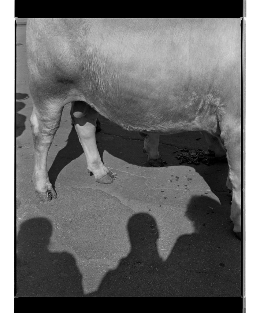 Marcus Bunyan (Australian, b. 1958) 'Untitled' from 'Dogs, chickens, cattle' 1994-1995