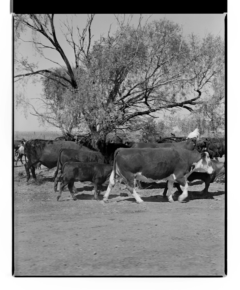 Marcus Bunyan. 'Untitled' from 'Dogs, chickens, cattle' 1994-95