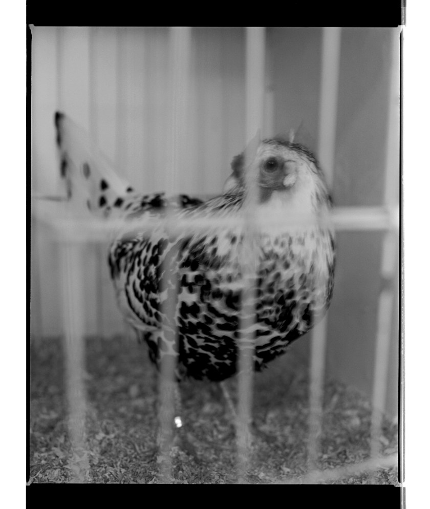 Marcus Bunyan. 'Untitled' from 'Dogs, chickens, cattle' 1994-95