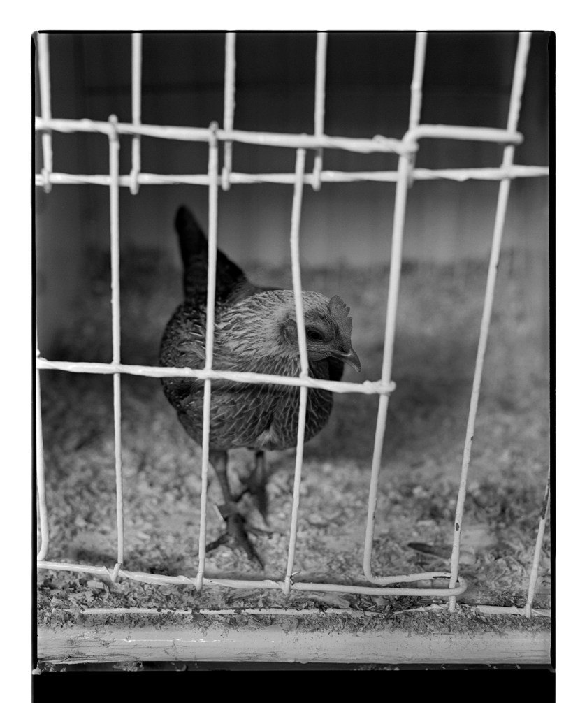 Marcus Bunyan. 'Untitled' from 'Dogs, chickens, cattle' 1994-95