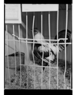 Marcus Bunyan. 'Untitled' from 'Dogs, chickens, cattle' 1994-95