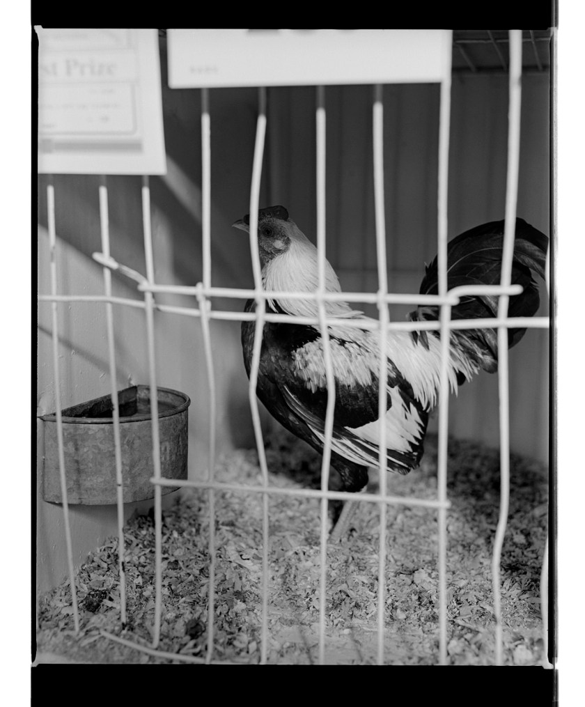 Marcus Bunyan. 'Untitled' from 'Dogs, chickens, cattle' 1994-95