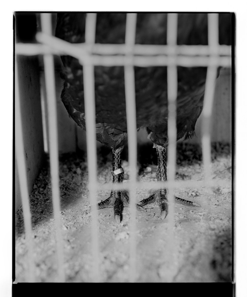 Marcus Bunyan. 'Untitled' from 'Dogs, chickens, cattle' 1994-95