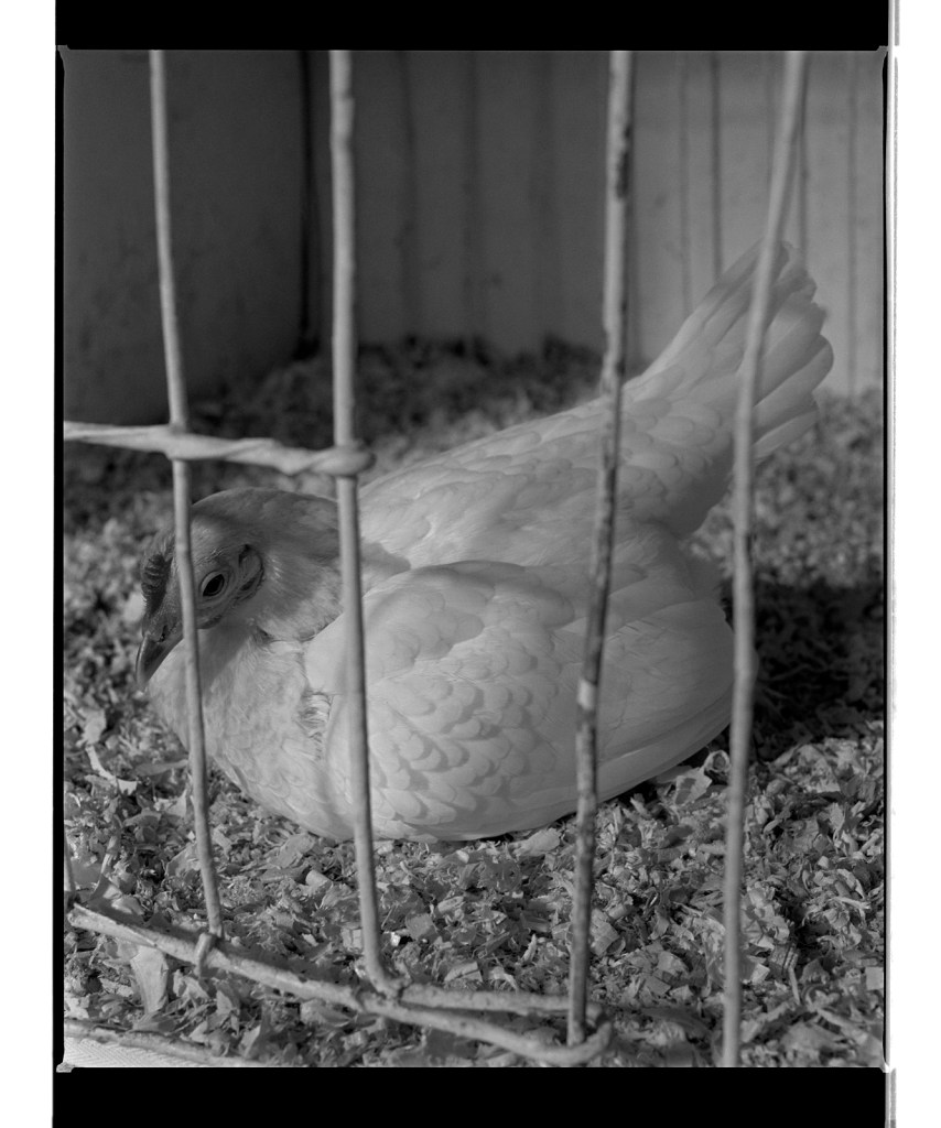 Marcus Bunyan (Australian, b. 1958) 'Untitled' from 'Dogs, chickens, cattle' 1994-1995