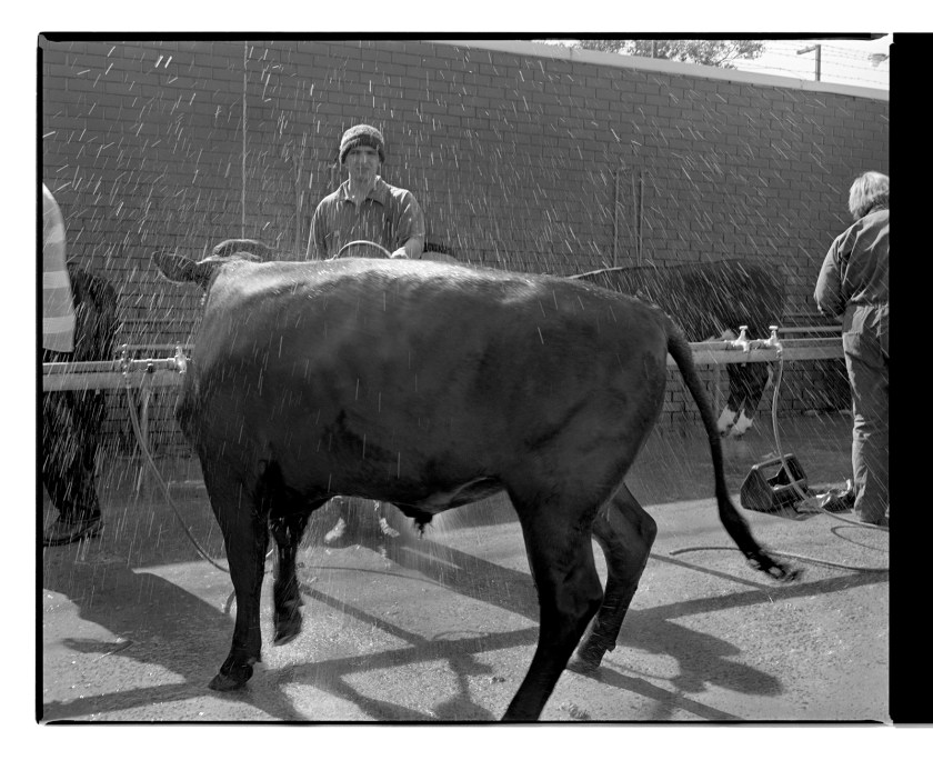 Marcus Bunyan. 'Untitled' from 'Dogs, chickens, cattle' 1994-95
